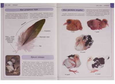 Птицы с доставкой по Минску от 70 рублей бесплатно!